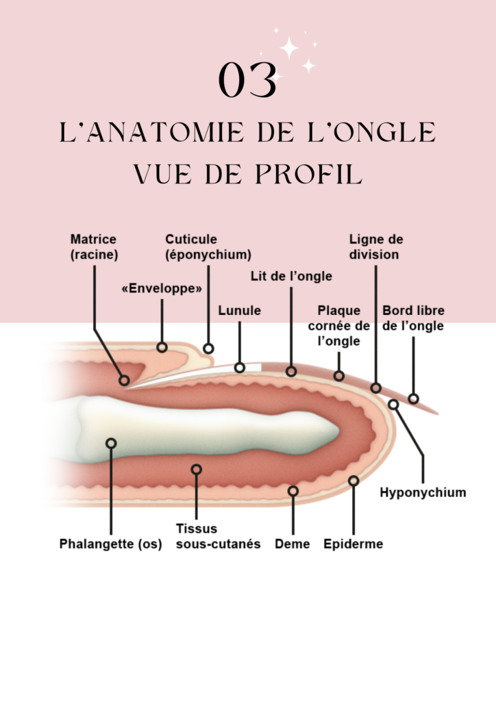 Lanatomie de longle vue de profil - LS Académie