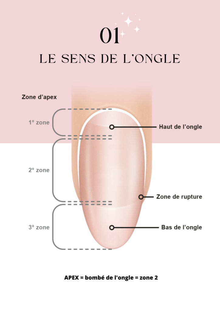 Le sens de longle 2 - LS Académie